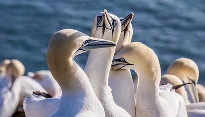 开云首页登录-里奇·麦考退役后，仍然以不同身份支持新西兰橄榄球，nba麦克里兰