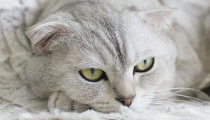 开云首页登录-里奇·麦考退役后，仍然以不同身份支持新西兰橄榄球，nba麦克里兰