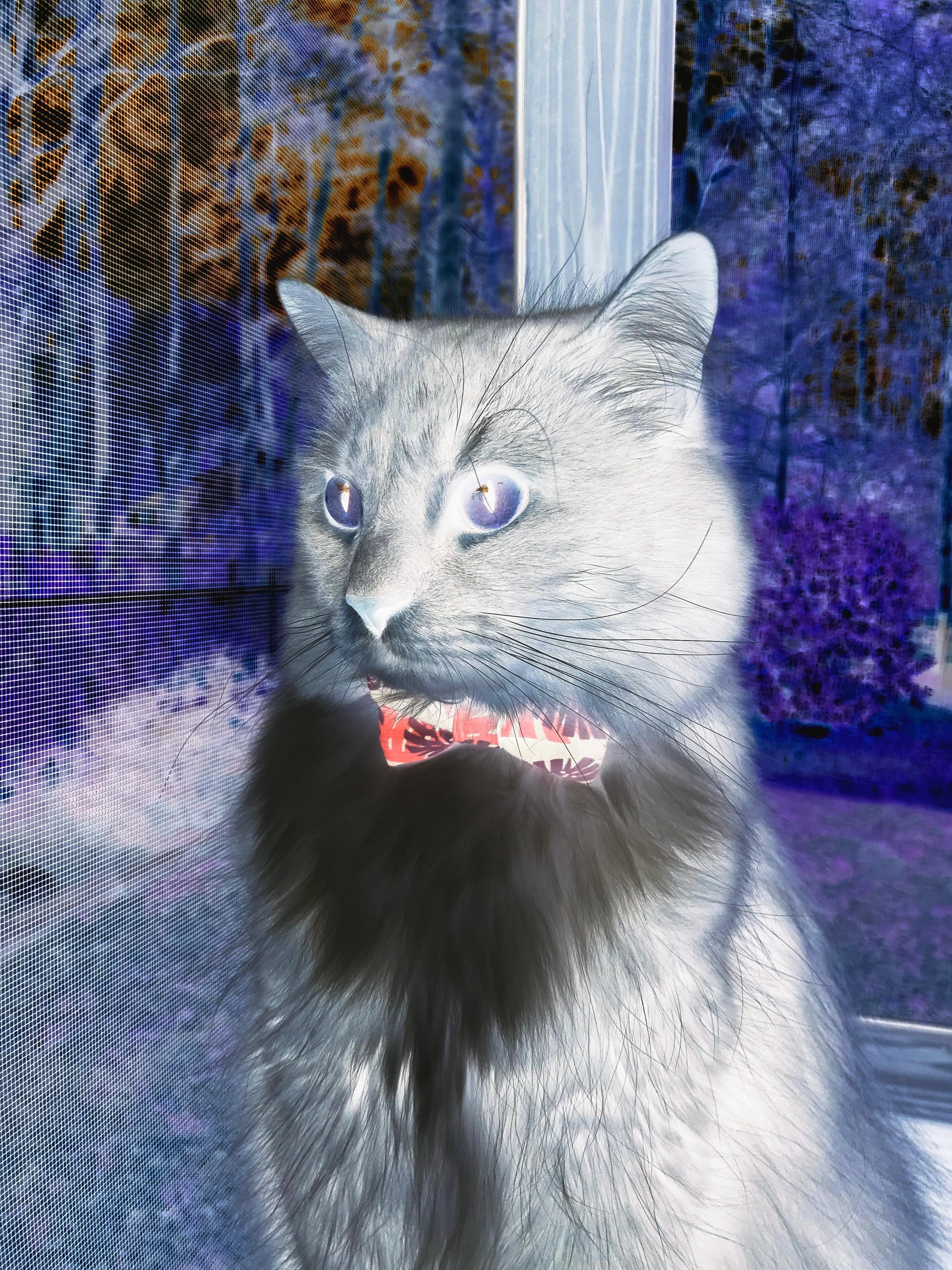 热刺新帅战略奏效,战术变化带来胜利,热刺新星