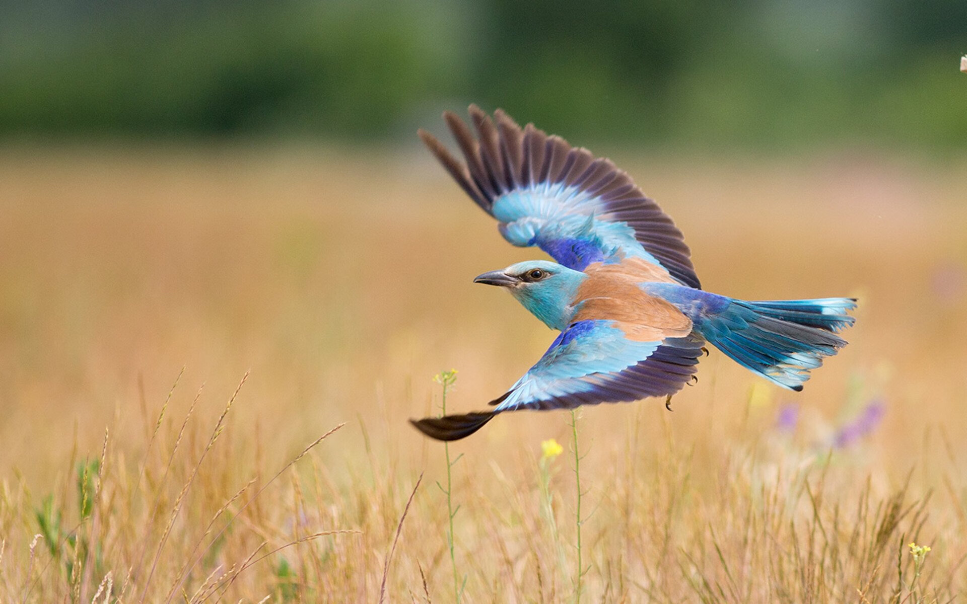 利物浦在对阵莱斯特城的比赛中展现团队配合,利物浦与莱斯特城比赛结果