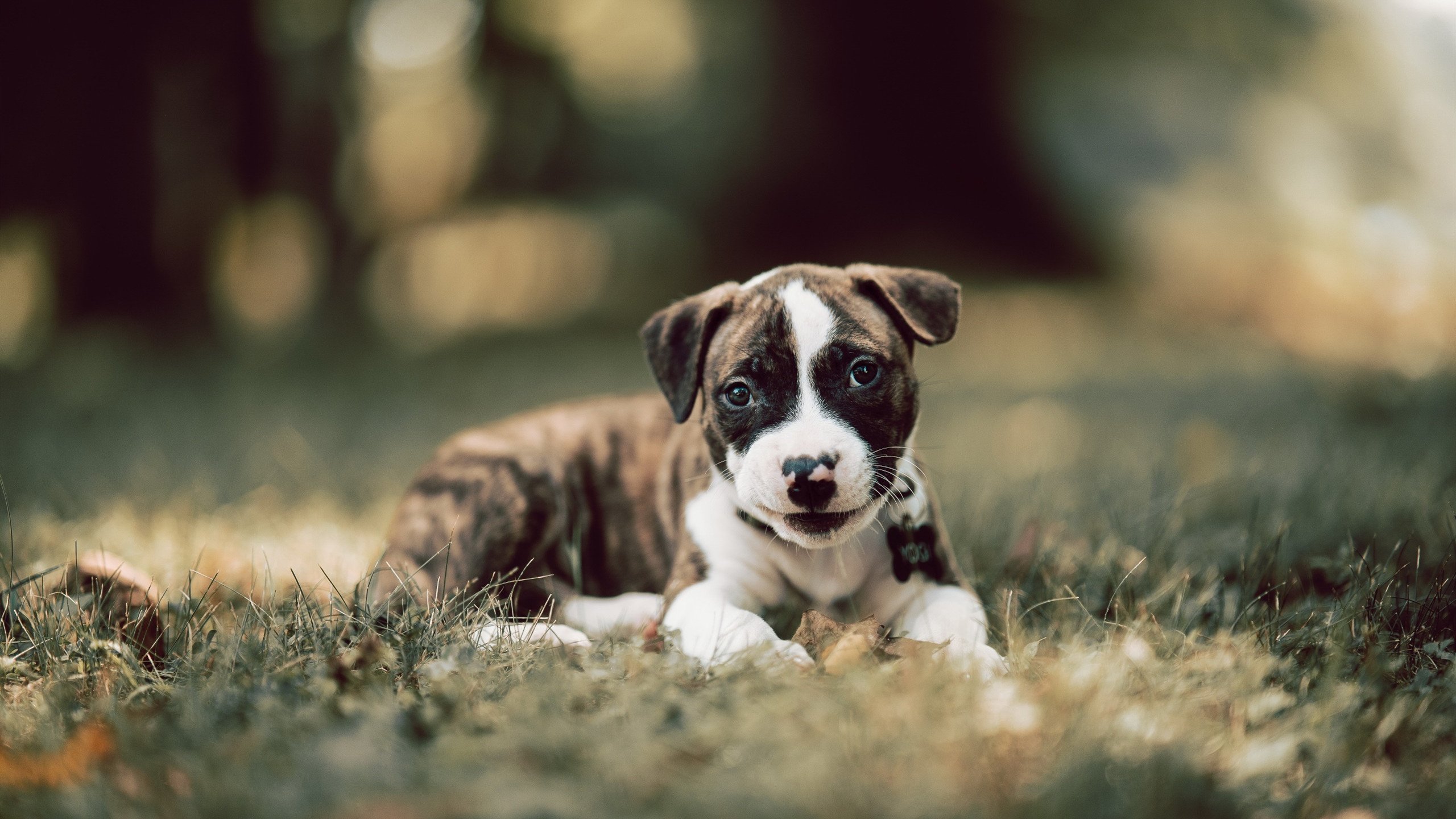 灰熊旗下电竞队伍冲进北美前列,灰熊属于哪个赛区