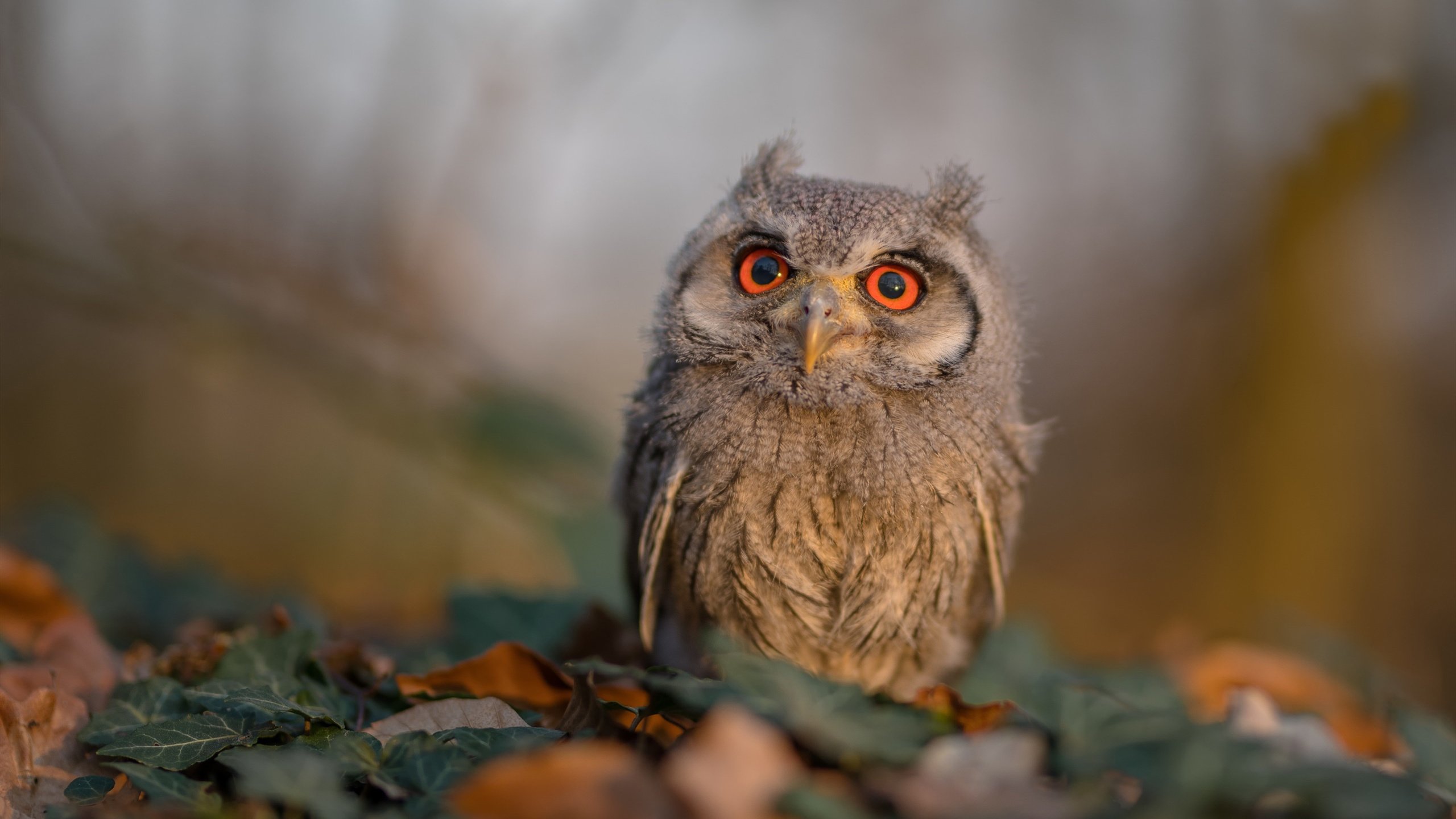 瓦伦西亚逆转胜出,客场击败罗马,0304瓦伦西亚