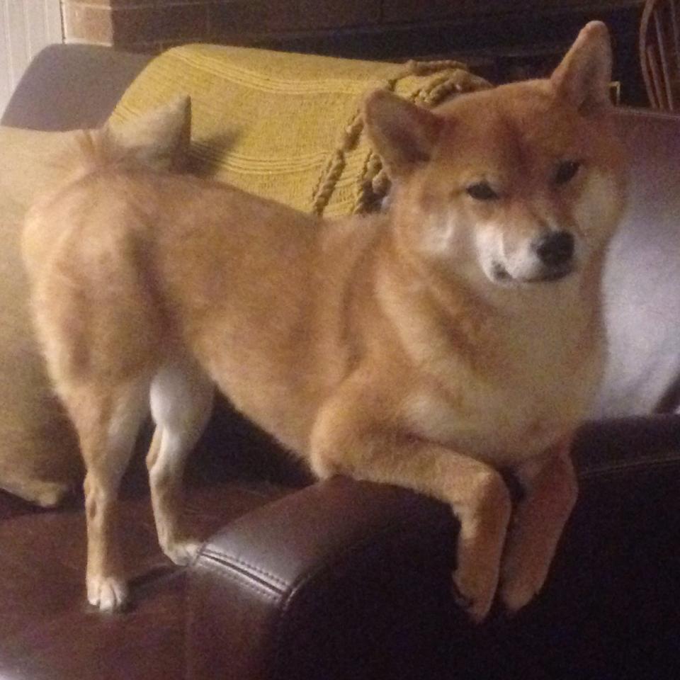 逆转乒乓球老将绝境翻盘,乒乓球史上最大逆转