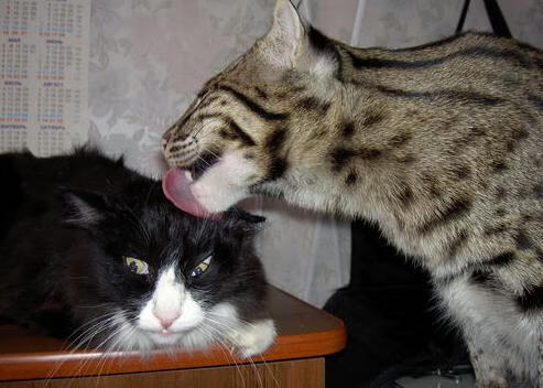 中国篮球联赛品牌建设与商业价值提升策略研究,篮球联赛简介