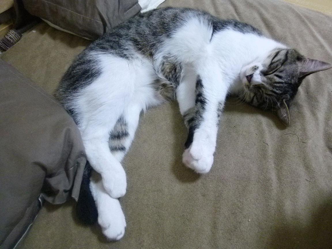 篮球运动员专项体能训练课程设计及科学实施研究,篮球专项体能训练的心得体会