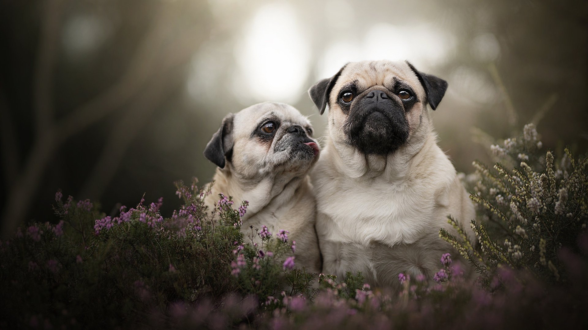 kaiyun开云·官方网站-英超裁判行为受语境与语义偏差影响的实证量化研究，英超裁判安排