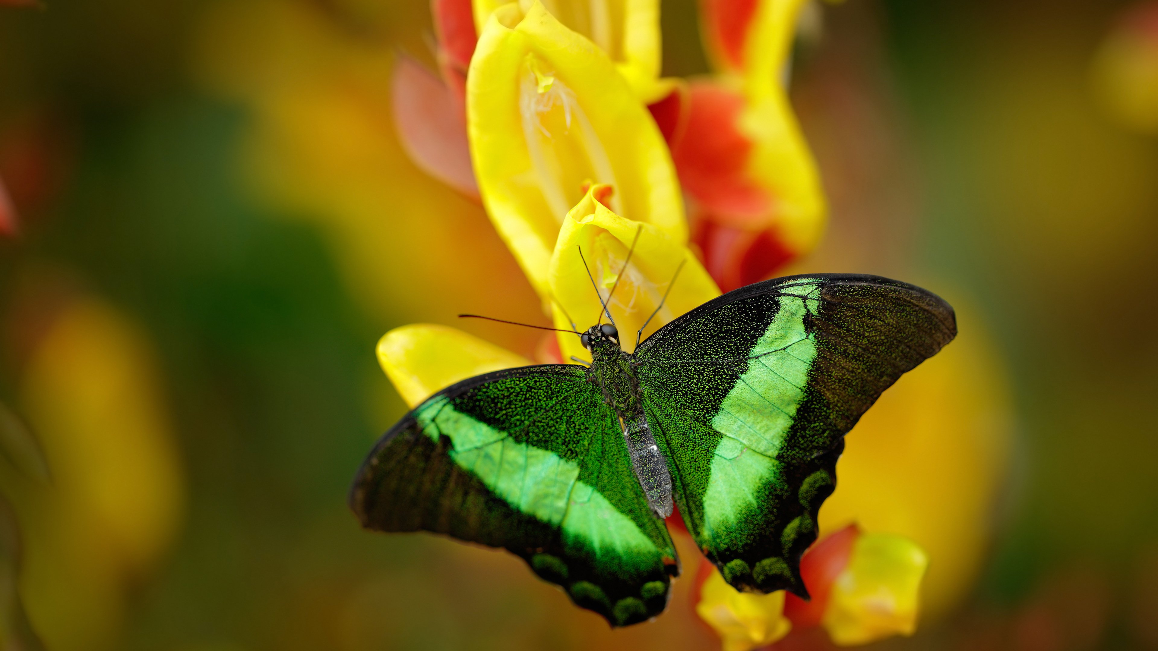 国际足球联合会推动裁判数字化管理,提升裁判质量,国际足球裁判排名