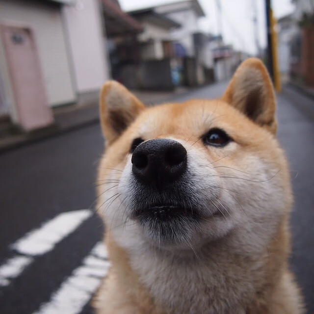 开云官方网站-德甲联赛的盛大球迷活动案例，德甲球迷排行榜