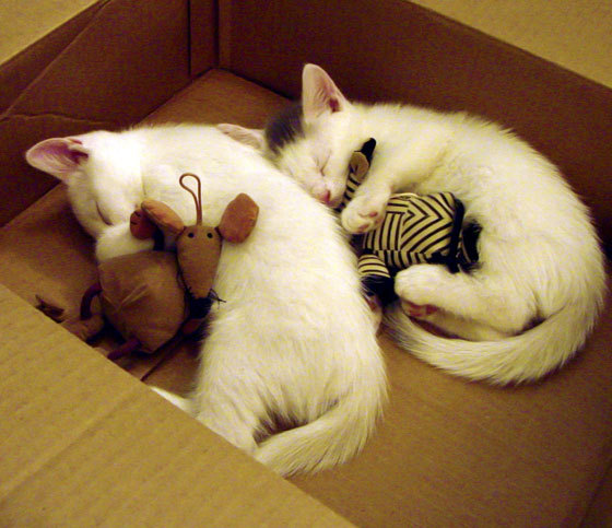 曼联前锋单场双响助球队逆转胜利,曼联双雄