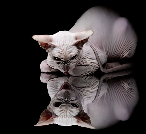 开云入口-自由泳中距离摩纳哥节奏掌控良好，自由泳漫游